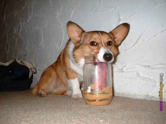 Funny Dog Licking Jar