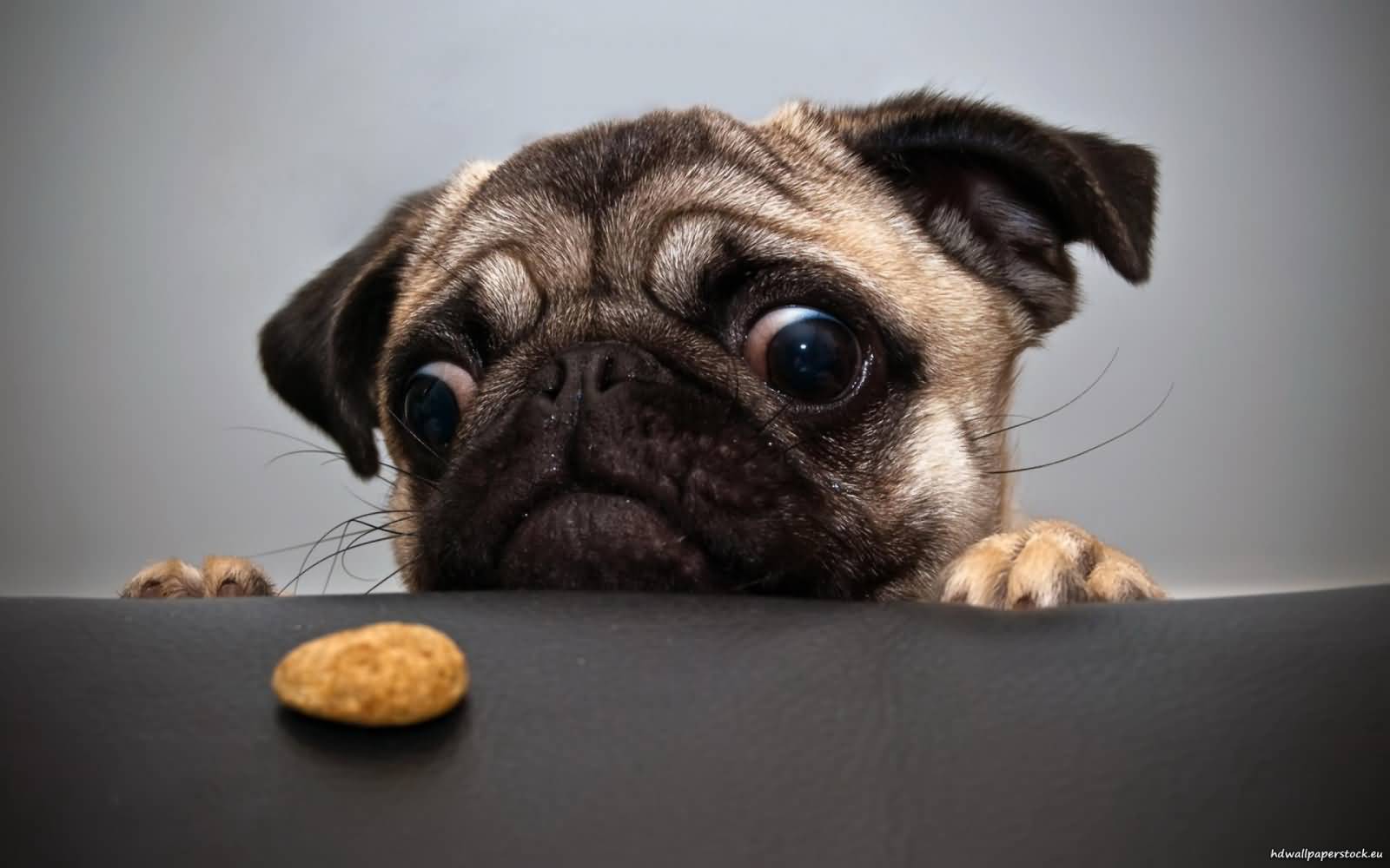 Funny Dog Looking At Cookie