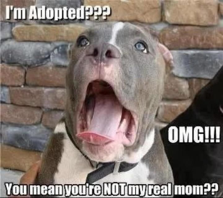 Funny Dog Meme Picture