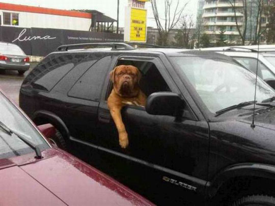 Funny Dog Pose In Car
