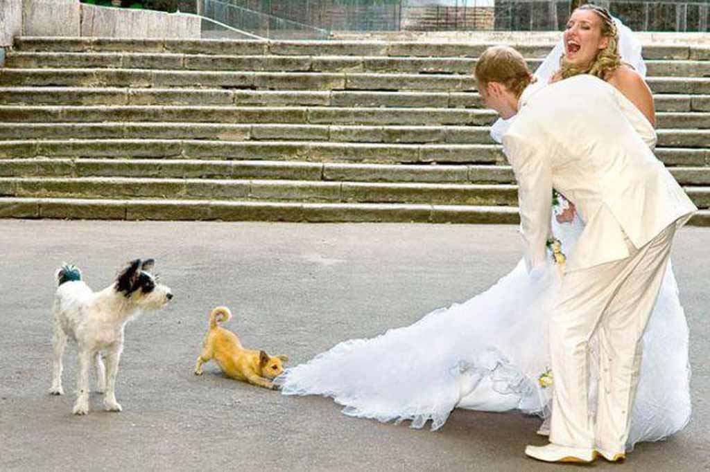 Funny Dog Pulling Bride's Dress