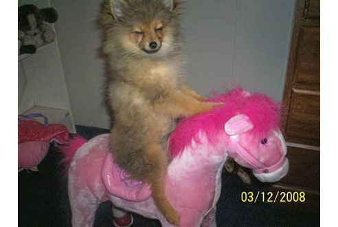 Funny Dog Riding On Horse