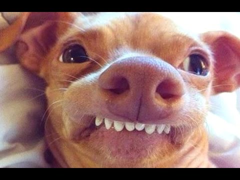 Funny Dog Showing Teeth