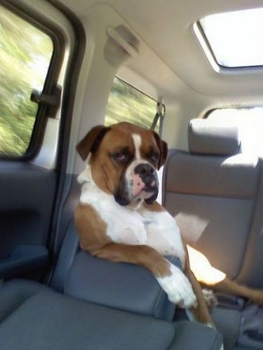 Funny Dog Sitting Like A Boss In Car