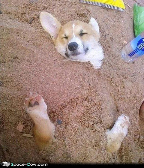 Funny Dog Sleeping In Sand