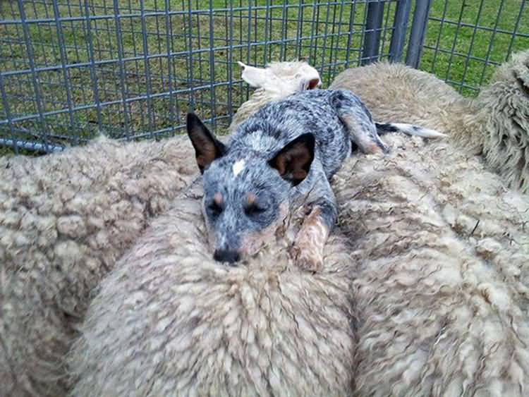 Funny Dog Sleeping On Sheeps
