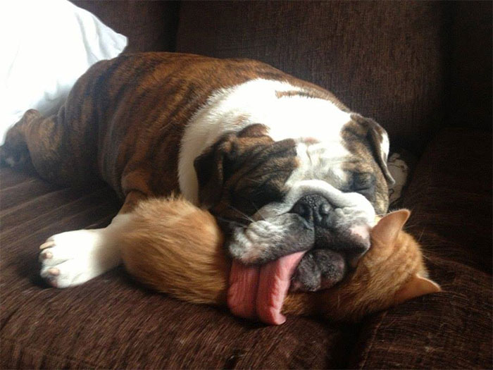 Funny Dog Sleeping With Tongue Out