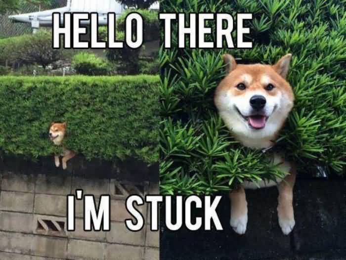 Funny Dog Stuck In Bushes