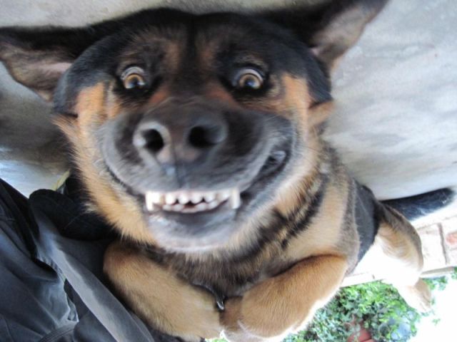 Funny Dog Upside Down Picture