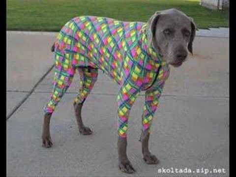 Funny Dog Wearing Colorful Dress