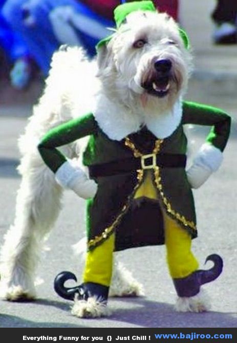 Funny Dog Wearing Costume Picture