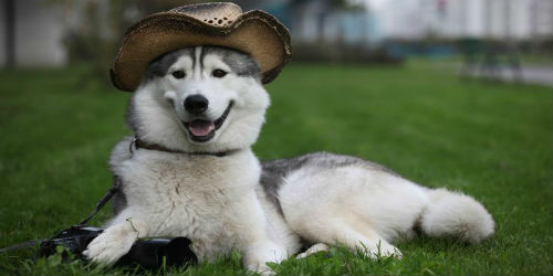Funny Dog Wearing Cowboy Hat