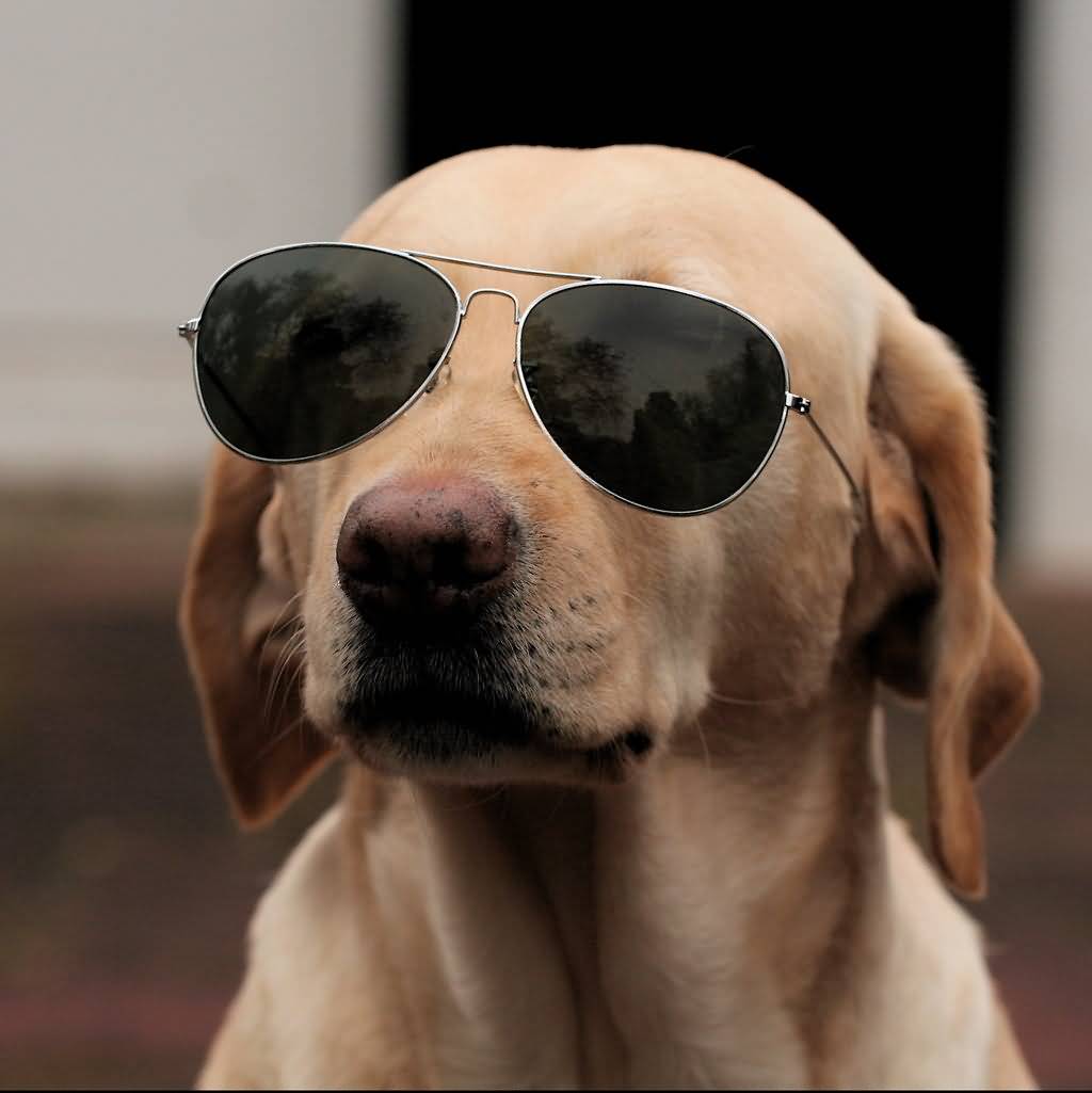 Funny Dog Wearing Sunglasses