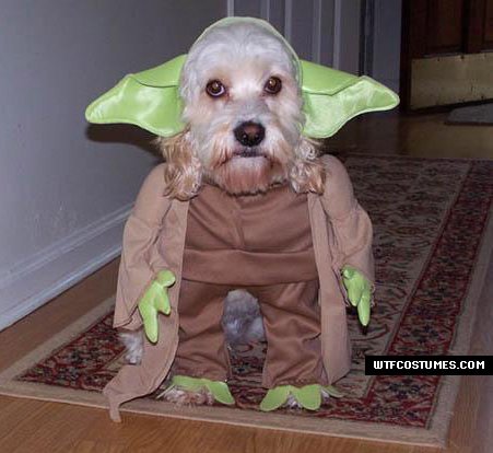 Funny Dog Wearing Yoda Costume