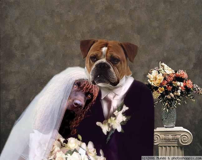 Funny Dog Wedding Couple Photo