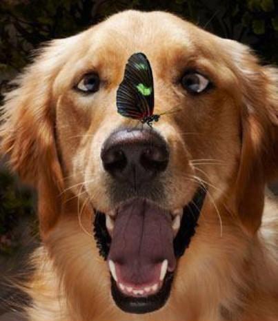 Funny Dog With Butterfly On His Nose