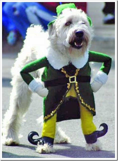 Funny Dog With Elf Costume