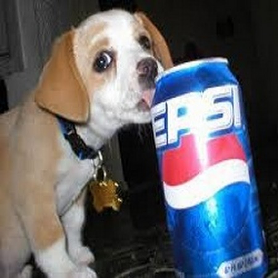 Funny Dog With Pepsi Can