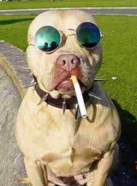 Funny Dog With Sunglasses And Cigarette In Mouth
