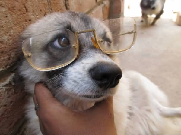 Funny Dog With Sunglasses