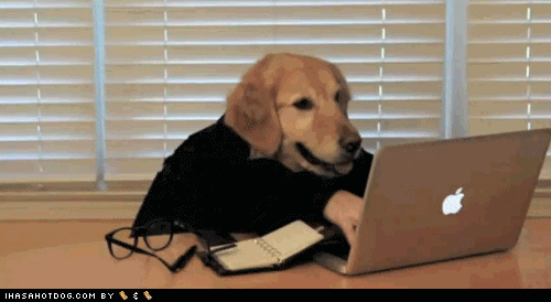 Funny Dog Working On Laptop Funny Gif
