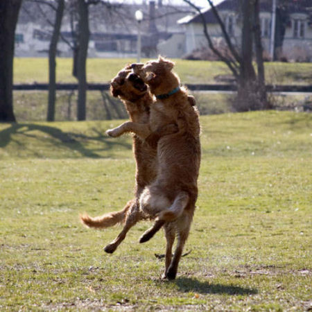 Funny Dogs Dancing Picture