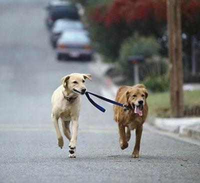 Funny Dogs Walking
