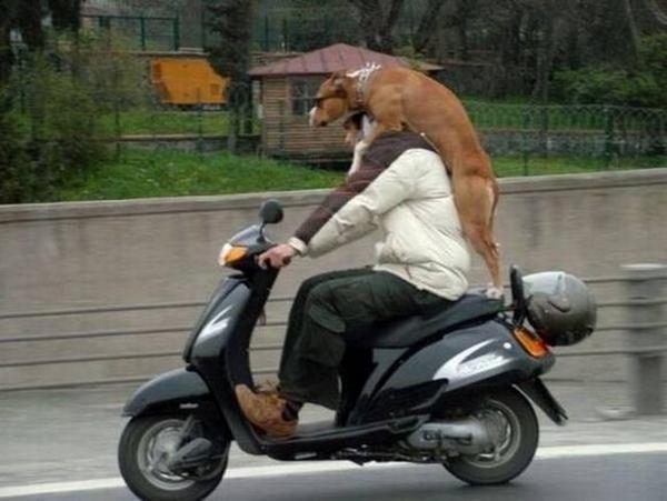Funny Dow And His Owner Riding On Bike