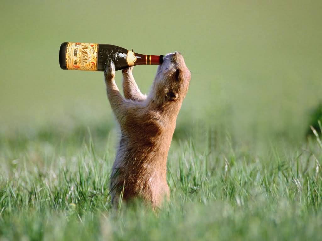 Funny Drunken Animal Picture