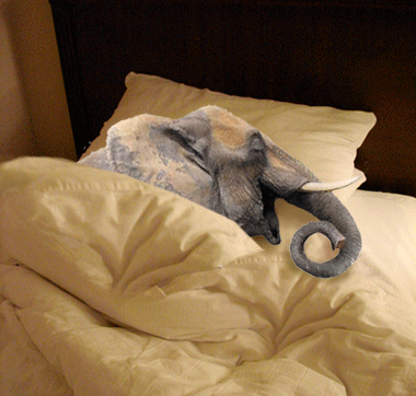 Funny Elephant Sleeping Gif Picture