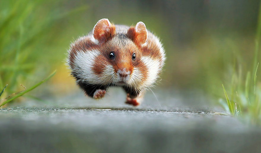 Funny Fluffy Running Hamster Animal Picture