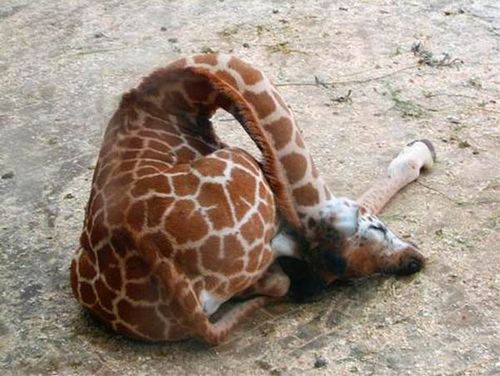 Funny Giraffe Sleeping
