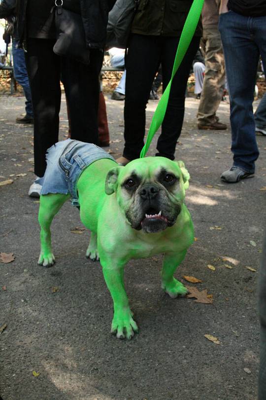 Funny Green Dog Picture