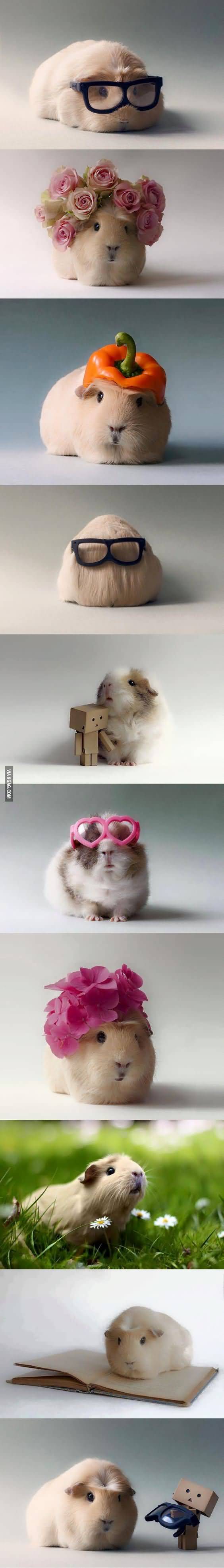 Funny Hamster Picture
