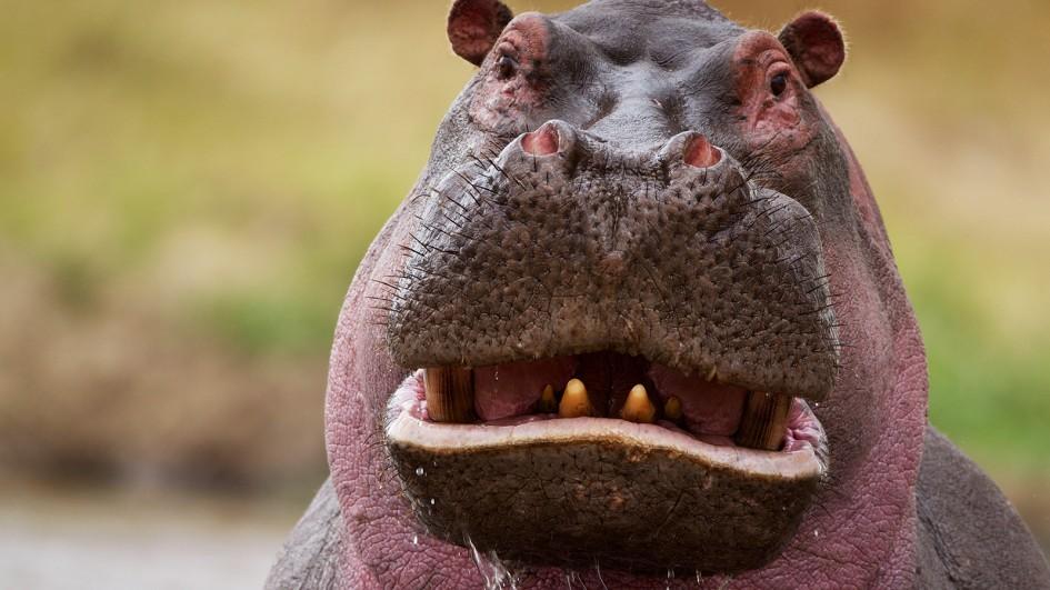 Funny Hippo Face Picture