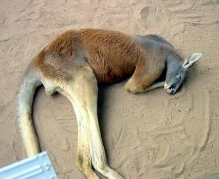 Funny Kangaroo Sleeping