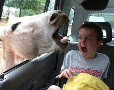 Funny Kid Scared To See Horse In His Car
