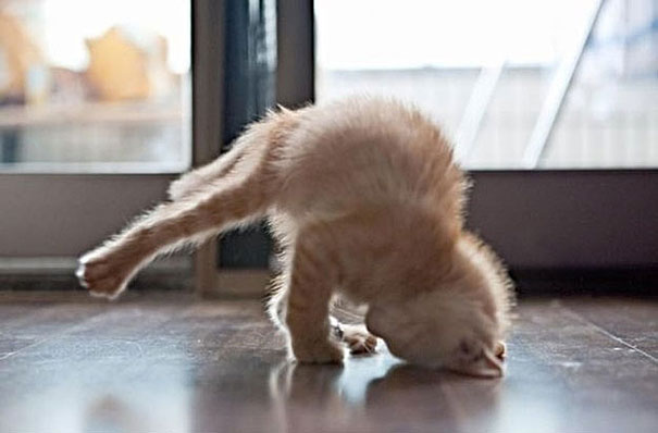 Funny Kitten Doing Yoga Picture