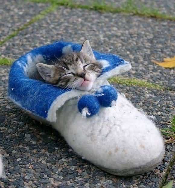 Funny Kitten Sleeping In Shoe