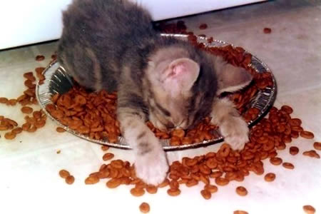 Funny Kitten Sleeping While Eating