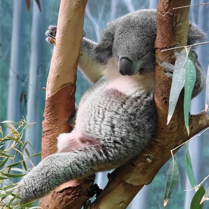 Funny Koala Bear Sleeping On Tree