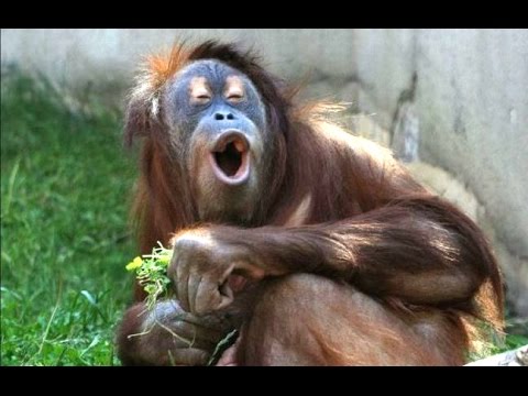Funny Laughing Chimpanzee Picture
