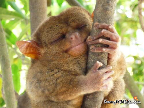 Funny Monkey Sleeping On Tree