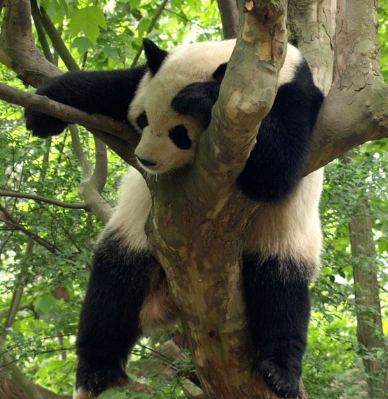 Funny Panda Bear Sleeping On Tree