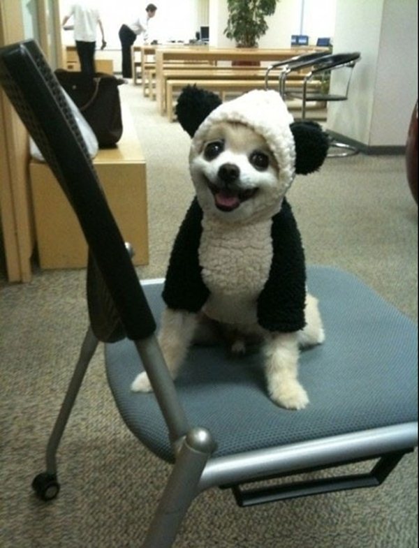 Funny Panda Costume For Pet