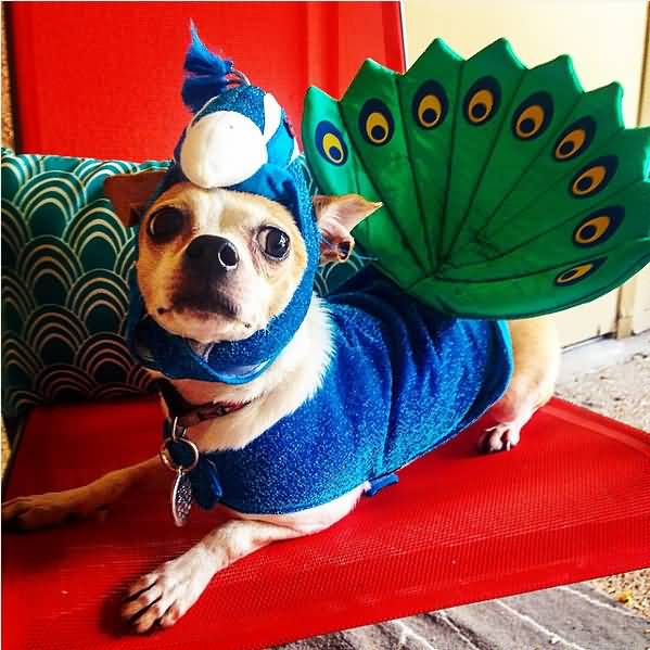 Funny Peacock Costume For Pet