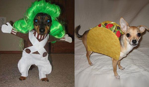 Funny Pet Costumes Picture