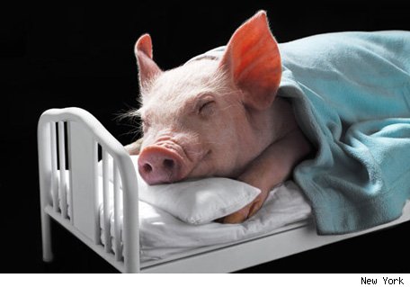 Funny Pig Sleeping On Hospital Bed