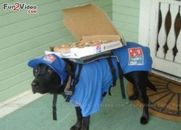 Funny Pizza Delivery Dog