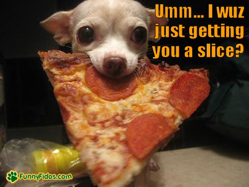 Funny Pizza Slice Thief Dog Picture